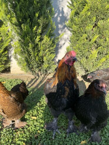 Xoruzlar: Brama xoruzları. Biri 2 illik xoruz - 100₼ İkisi 7 aylıq xoruz — 7