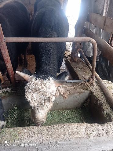 Коровы, быки: Продаю | Бык (самец) | Полукровка | На откорм | Племенные at lalafo.kg — 2 Коровы, быки: Продаю | Бык (самец) | Полукровка | На откорм | Племенные — 2