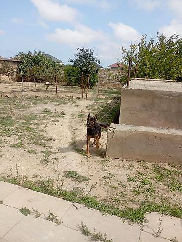 alman afcarkasi satilir: Alman çoban iti, 1 il, Dişi, Peyvəndli — 5