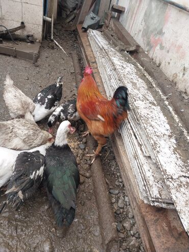 Ördəklər: Erkək, | Lal ördək, Ətlik — 3