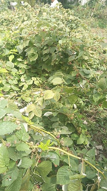pet банки: 3 бөлмөлүү жер там сатылат, огородто малина бар. Кара балта шаары.тел — 1