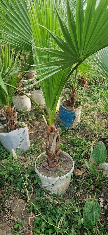 Ağaclar: Vaşınqton palma ağacları satılır qiymətlər palmaya görə dəyişir 10 -da lalafo.az — 20 Ağaclar: Vaşınqton palma ağacları satılır qiymətlər palmaya görə dəyişir 10 — 20