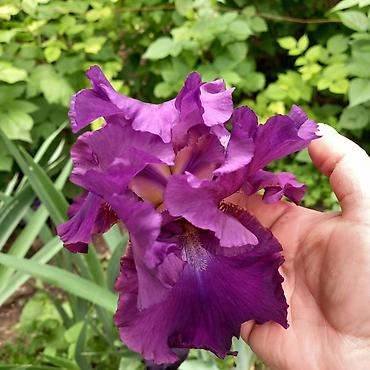 Другие садовые цветы и кустарники: Продаю разные цветы,злаковые: овсяница сизая,мискантус от 200с — 13