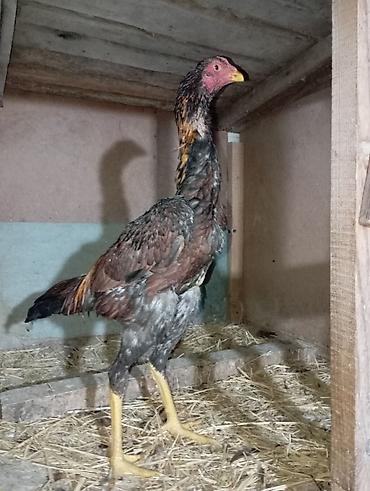 o shamo: Продаю | Куры | Бойцовая | Для разведения — 1