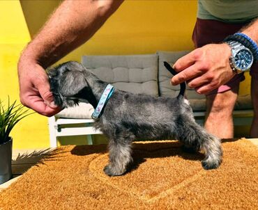 Psi: Odgajivacnica Pet house nudi prelepe stence Patuljastog snaucera Biber — 8