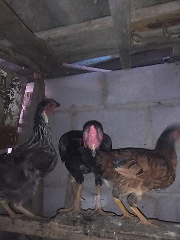 Продам с/х животных: Продаю | Петух | Бойцовая | Для разведения — 4