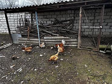 Toyuqlar: Toyuq, Damazlıq, Ödənişli çatdırılma -da lalafo.az — 5 Toyuqlar: Toyuq, Damazlıq, Ödənişli çatdırılma — 5