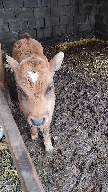 Коровы, быки: Продаю | Тёлка at lalafo.kg — 8 Коровы, быки: Продаю | Тёлка — 8