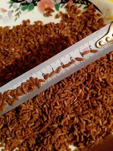 часы ош: Красный рис (сорт Орозбай) - Натуральный красный рис размер примерно