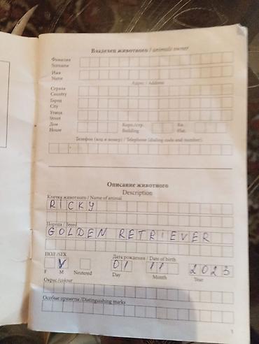 it balari: Retriever, 1 il, Erkək, Sənədli — 4