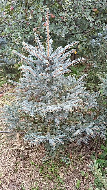 payıza aid əl işləri: Original Kremlovski yolkalar satılır 🌲 Ruslan_Dekorativ_Bitkilər🌲 — 8