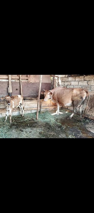 sud veren inek satilir: 🐄 Satılır – Yüksək Məhsuldar Südlük İnək ✅ Səhər və axşam birlikdə — 4