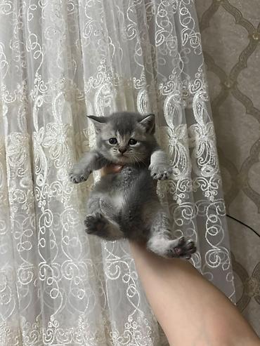 бесплатные котята в душанбе: Британская, В добрые руки, Самовывоз, Бесплатная доставка, Платная доставка — 10