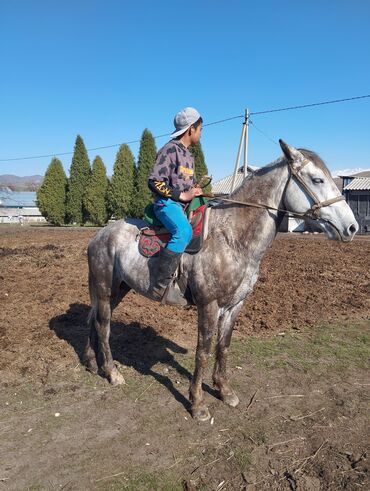 домашные животные: Продаю | Жеребец