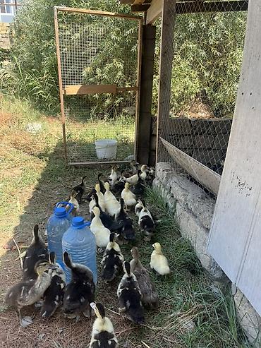 bala keci: Lal ördək balaları satılır.45 günlüklər 7 manat bu gün çıxanlar — 1