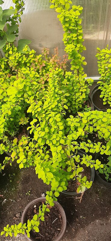 Садовые цветы и кустарники: Саженцы цветка: Пионы, Самовывоз at lalafo.kg — 5 Садовые цветы и кустарники: Саженцы цветка: Пионы, Самовывоз — 5