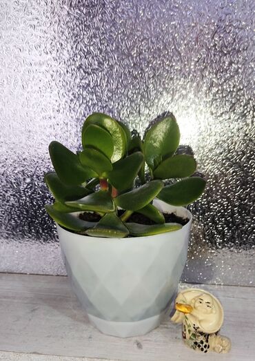 сколько стоит букет из мандаринов: 1) 2) Долларовое деревовысота от пола 65см в белом горшке- 500с 4)