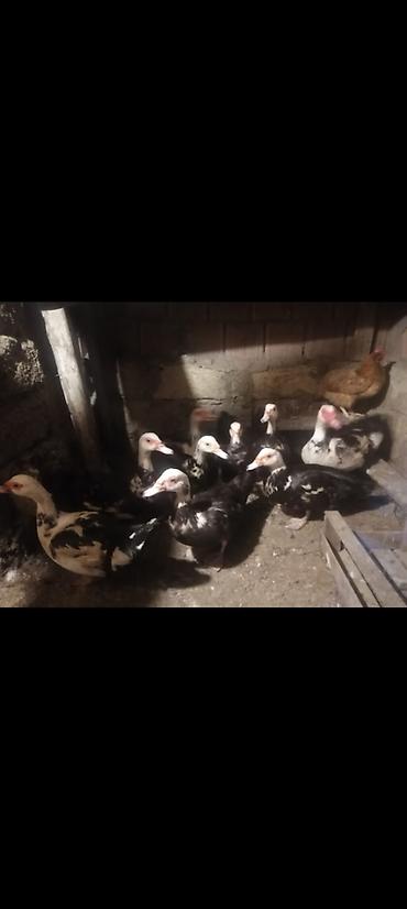 heyvanlar quşlar: 9 Boyuk Heyvan 20 eded Bir Ayliq Bala Analari ile Sap saglam Baxanda — 2