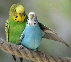 попугаи ара: Добро пожаловать на страницу зоомагазин РИО!У нас большой выбор