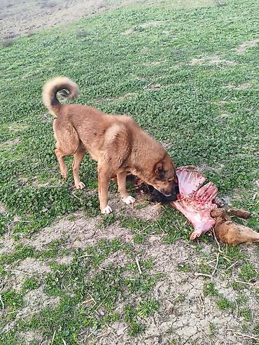 İtlər: Qafqaz çoban iti — 9