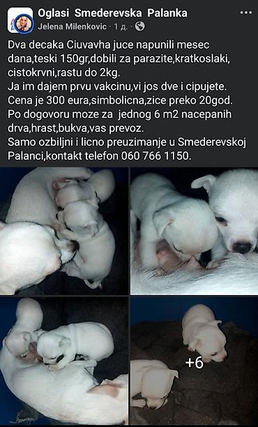 pit bul terijer: Čistokrvni mužjaci čivave – kratkodlaki, bele boje. Štenci su stari — 1