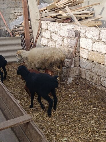 Qoyunlar, qoçlar: Dişi, Qala, il: 2, Ünvandan götürmə — 14