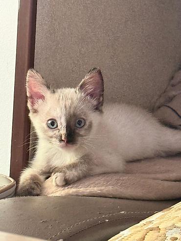Котята, домашние, игривые и ласковые. - Возраст: примерно 1–1,5
