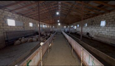 Torpaq sahələrinin satışı: 30 sot, Kənd təsərrüfatı -da lalafo.az — 16 Torpaq sahələrinin satışı: 30 sot, Kənd təsərrüfatı — 16