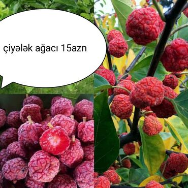 Tinglər: Çiyələk agaci