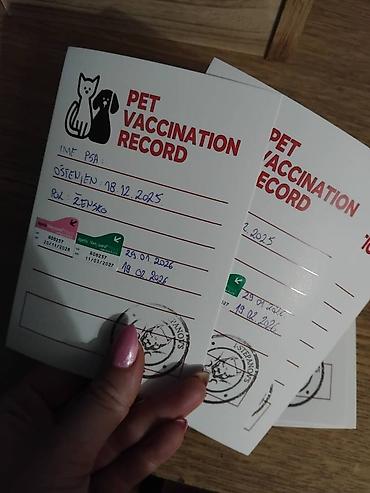 Psi: Pit bull štenci na prodaju Oštenjeni: 18.12.2025 Primili su prvu — 9