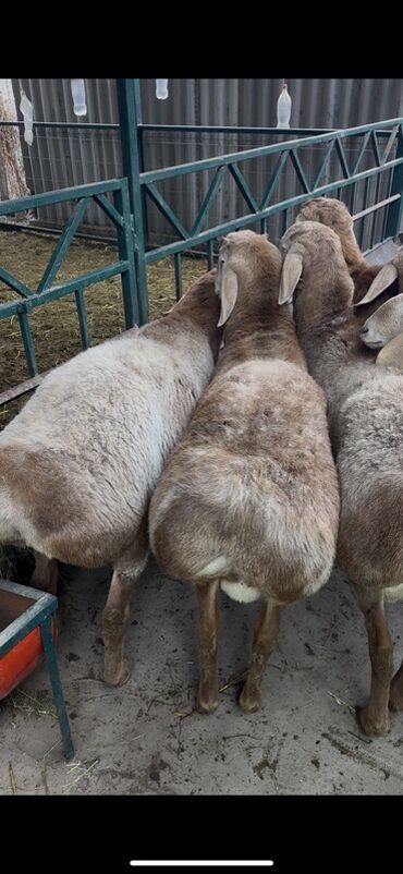 Бараны, овцы: Продаю | Ягненок, Баран (самец) | Арашан | Для разведения | Племенные at lalafo.kg — 3 Бараны, овцы: Продаю | Ягненок, Баран (самец) | Арашан | Для разведения | Племенные — 3