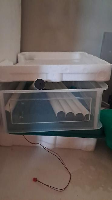 akvarium balaca: Inkubator cücə hinduşka çxardmışam əla vezuetde yumurtani qoy cücəvi — 1