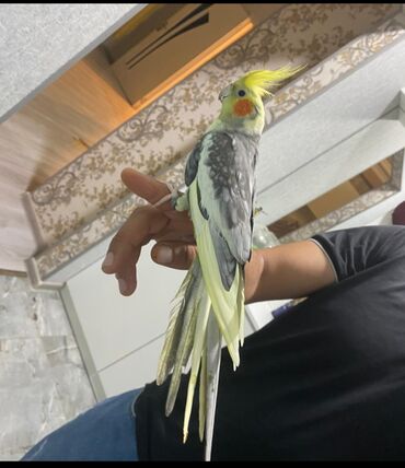 Tutuquşları: Cute hazir erek ve disi korellar hazir cutler ele orgetmek ucun bala — 10