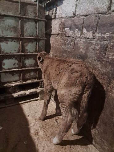 Dana, buzov: Dana, buzov, Erkək, Simental, ay: 5, Damazlıq — 9