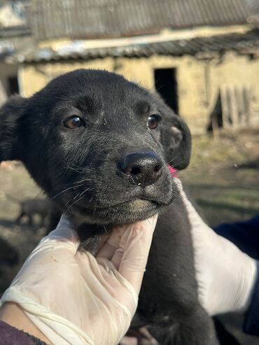 белый котенок в добрые руки: Kane-Korso, 4 ay, Erkek, Pulsuz çatdırılma