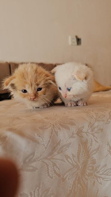 Pişiklər: Cinsi Şotland. 2 sidə erkək. biri tüklü. 1 aylıq. xaricə getdiyim — 4