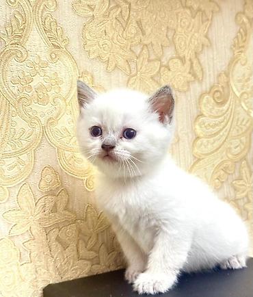 Pişiklər: Şotland, Erkək, Dişi — 24