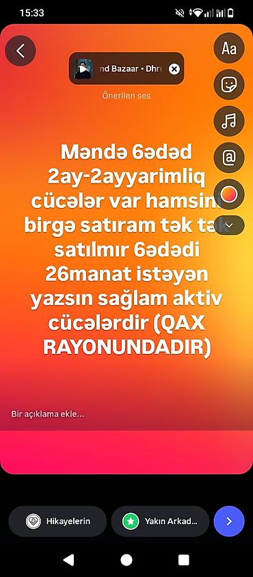 сколько стоит собака бу: Satılır qax rayonunda hamsı birgə satılır isdəyən vatsapa yazsın — 1