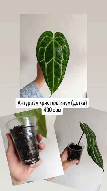 где купить водоросли для аквариума: Детки сортовых растений по хорошим ценам, цены и названия указаны на