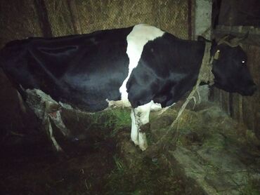 Башка жаныбарлар: Продаю корову третий отел порода галаштин 35 л молока прошу 150.000