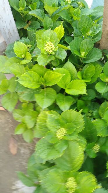 Digər bitkilər: Bağ üçün dekorativ bitkilər kolleksiyası - Ortanca (Hydrangea)