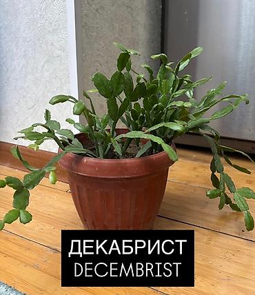 plants: Комнатные растения в горшках: 1) Хамедорея (Chamaedorea) - Тонкий — 8