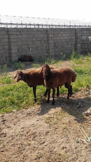 qoyun satisi tap az: Erkək, Qala, il: 1, Damazlıq, Ünvandan götürmə