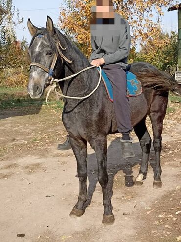продажа домашних животных: Продаю | Жеребец at lalafo.kg продажа домашних животных: Продаю | Жеребец