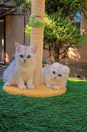 хочу купить кошку: Шотландские чистопородные котята. Scottish fold и Straight девочки — 5