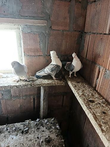 Göyərçinlər: Dekortiv göyərçinlər 30.50 arası super hazır cüt dekorativ — 5