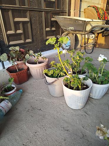 Другие товары для дома и сада: Продается цветы разных видов. Цена от 25сом до 5000тыс сом. В наличии — 7