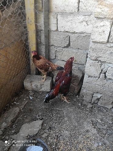 coban iti satiram: Salam hamsı satlır şəxsi öz qapı heyvandır dava vidiyosu da var təcili — 2