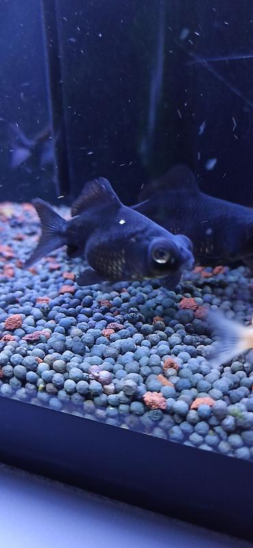 glofish balığı: Qızıl balıq, Sülhsevər — 2