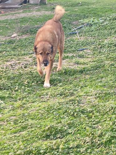 İtlər: Qafqaz çoban iti — 8